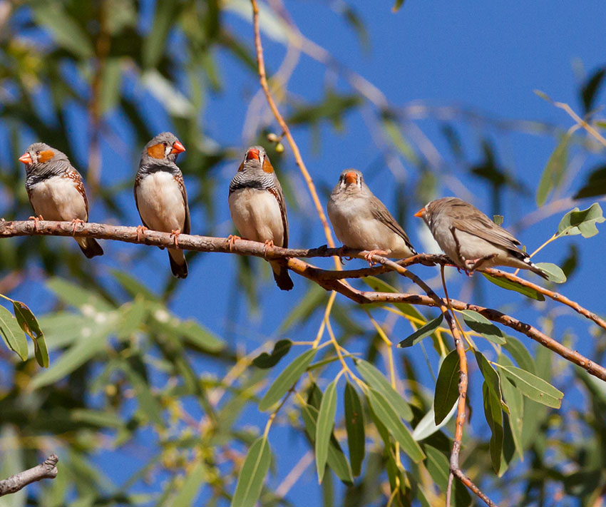 Zebra Finches in the wild