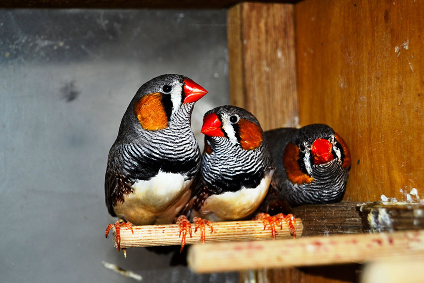 Zebra Finch song