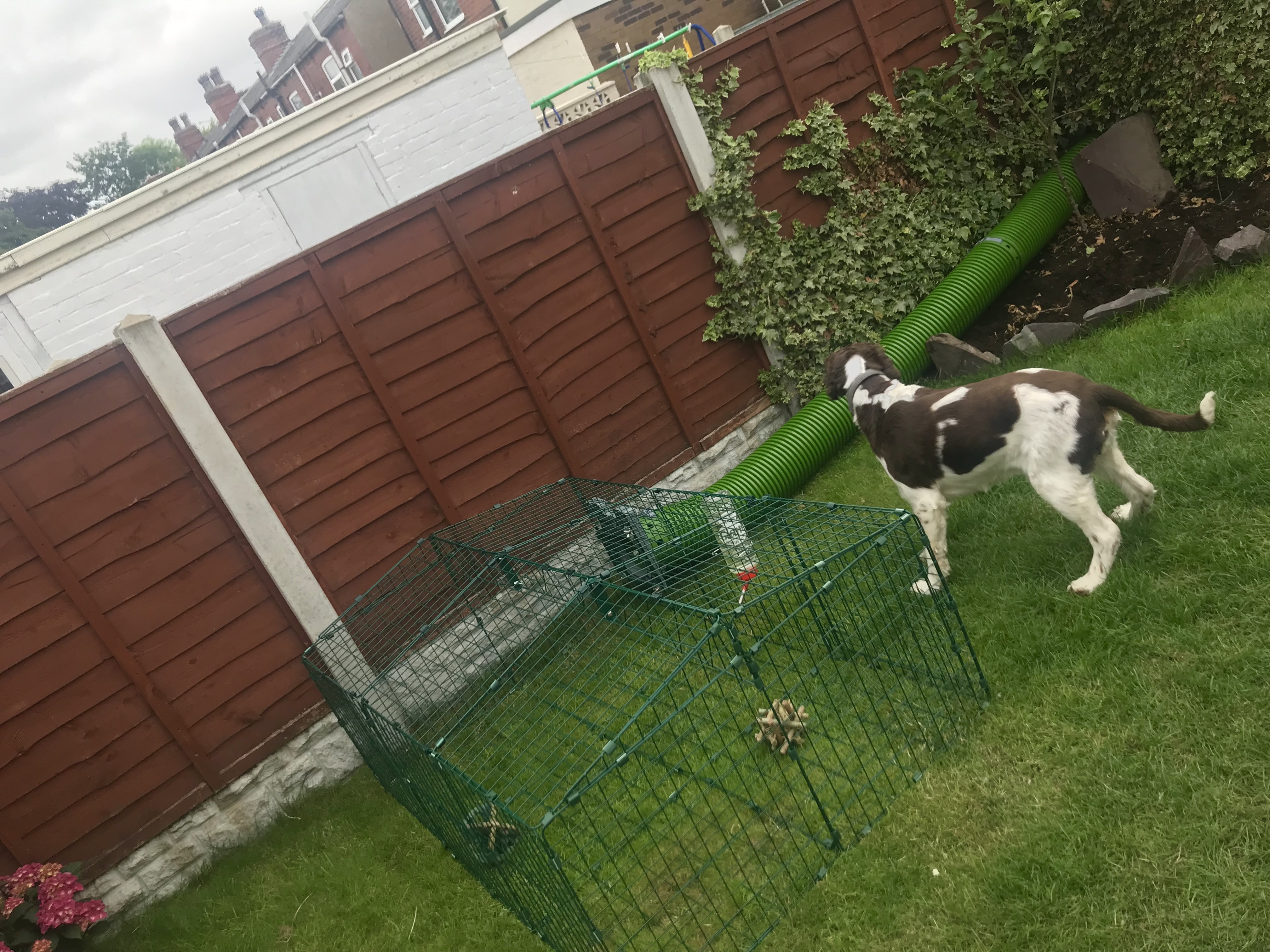 Zippi Rabbit Tunnel System Omlet